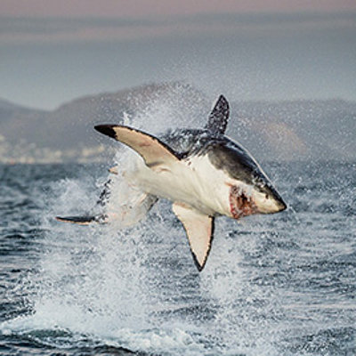 [Translate to English:] Conférence : Le grand requin blanc en Afrique du Sud : entre mer et mystère