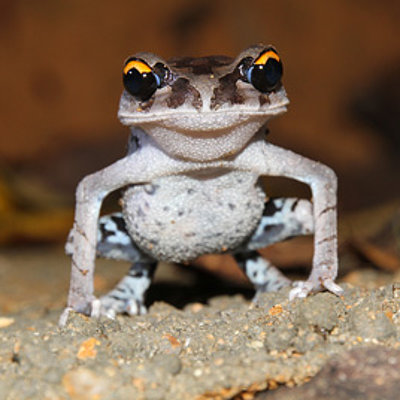 Amphibiens : oubliés aujourd’hui, éteints demain